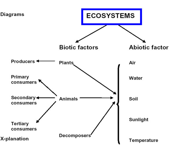 example of abiotic factors