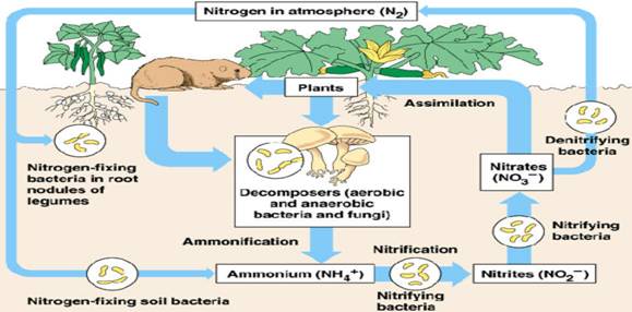 How does the nitrogen cycle work?