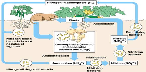 nitrogen cycle