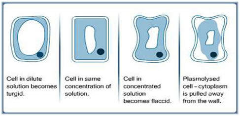 effect of osmosis on plant cells