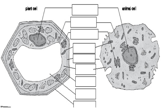 Cell