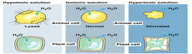 Osomosis