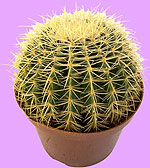 Cactus with Spines